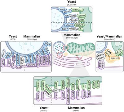 Inter-organellar Communication in Parkinson's and Alzheimer's Disease: Looking Beyond Endoplasmic Reticulum-Mitochondria Contact Sites